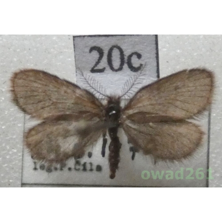 Epichnopterix plumella (Denis & Schiffermüller, 1775) Czech20c